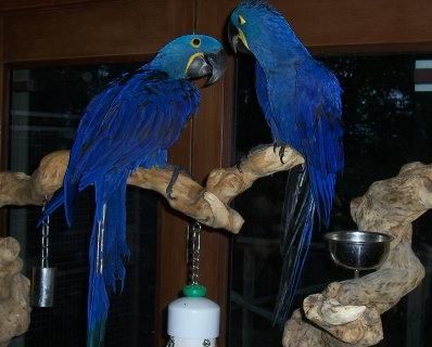 Oiseaux