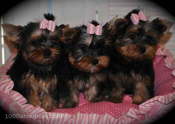 Chiens