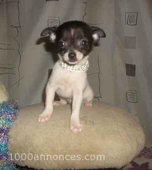 Chiens