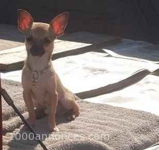 Chiens