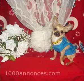 Chiens