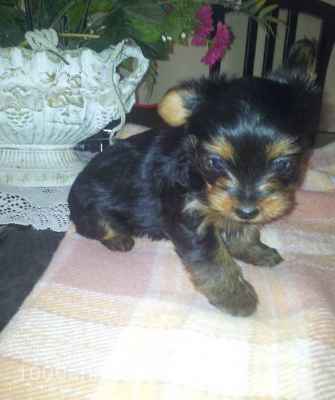 Chiens
