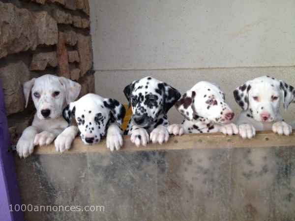 Chiens