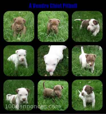 Chiens