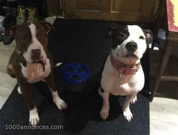Chiens