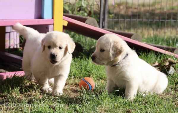 Chiens