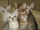 Chats