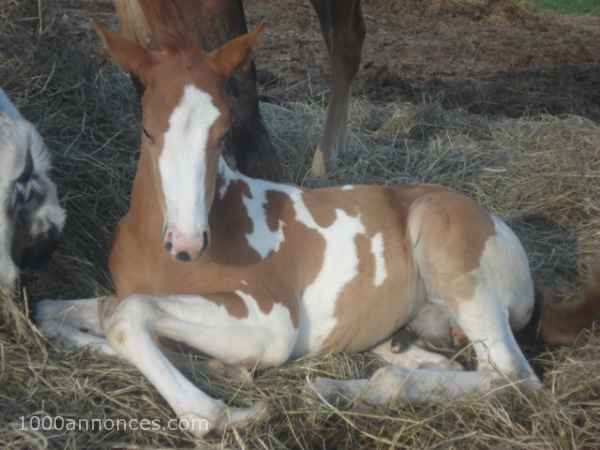 Animaux de ferme