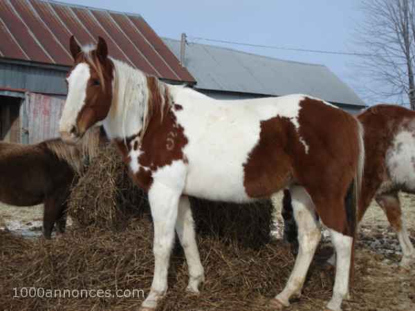 Animaux de ferme