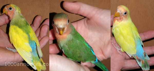 Oiseaux