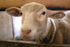 Animaux de ferme