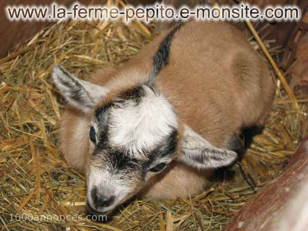 Animaux de ferme