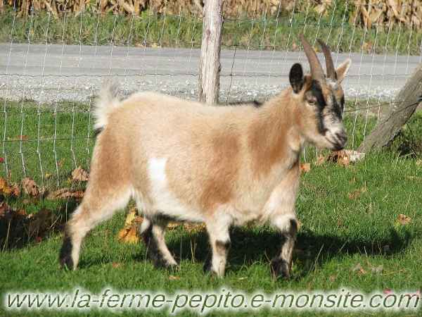 Animaux de ferme