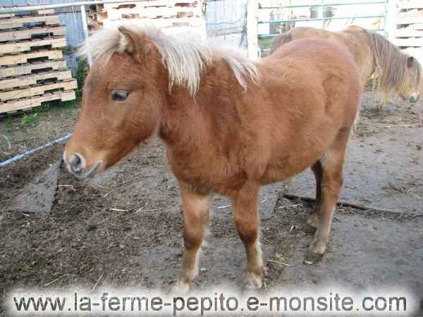 Animaux de ferme