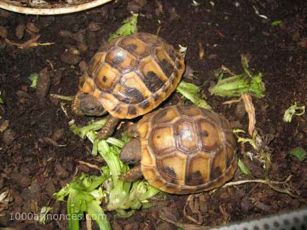Reptiles