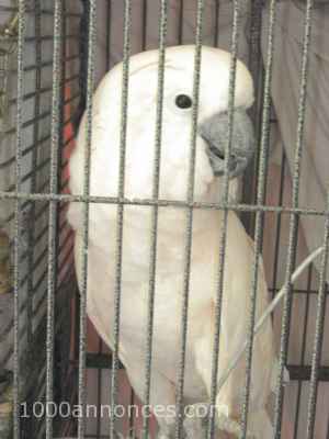 Oiseaux