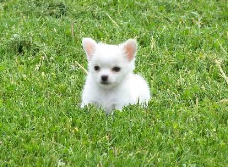 Chiens
