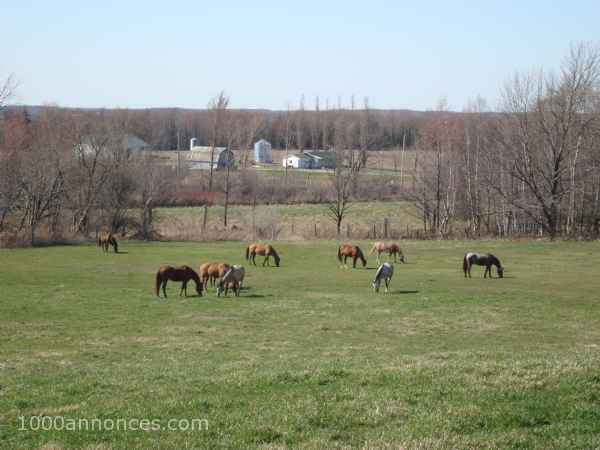 Animaux de ferme