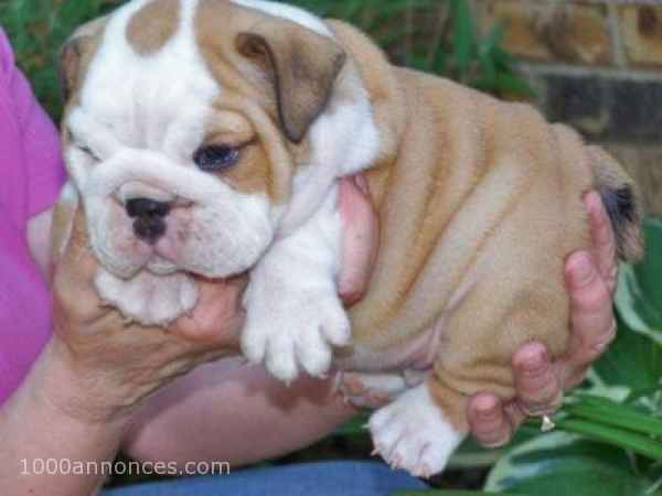 Chiens