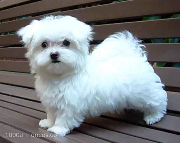 Chiens
