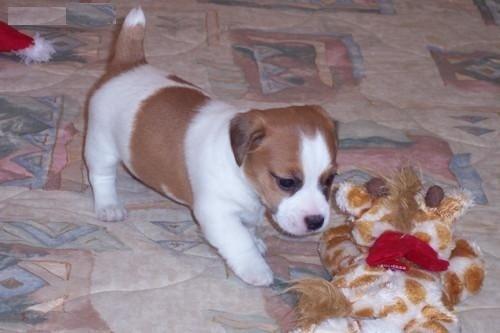 Chiens