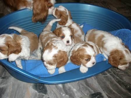 Chiens