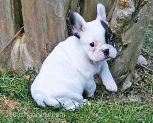 Chiens