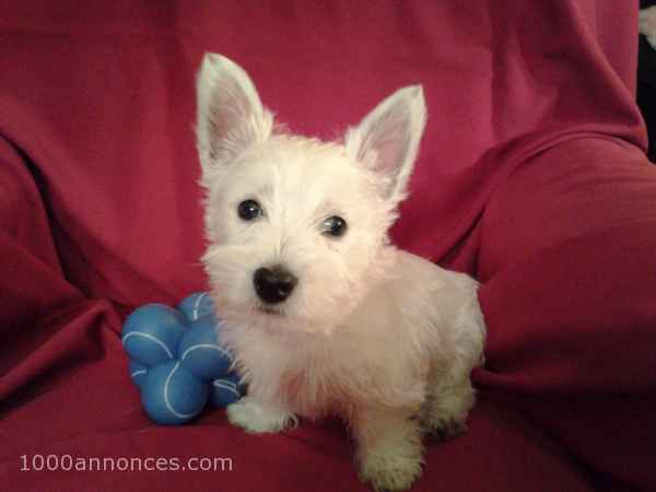 Chiens