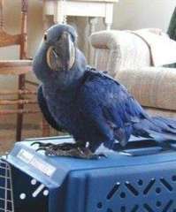 Oiseaux