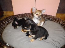 Chiens